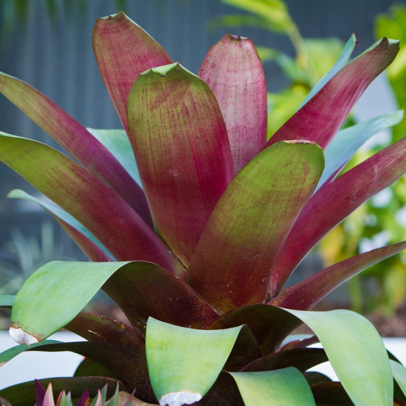 Perfect for Pots – Giant Bromeliad – Utopia Landscape Design